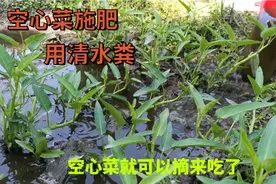 空心菜如何施肥：用清水粪加尿水混合，空心菜长得快过两天就能吃视频封面