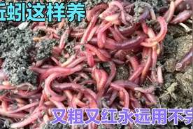 蚯蚓怎么养才又粗又红？除了牛粪，家里还有一样食材是蚯蚓的最爱视频封面