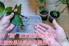 一片“药”扔水里就是“生根液”，扦插前泡一泡，生根效果超级快视频封面