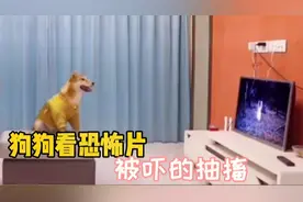 盘点萌宠看电视的迷惑行为：狗狗看恐怖片，被吓的抽搐真是太逗了视频封面