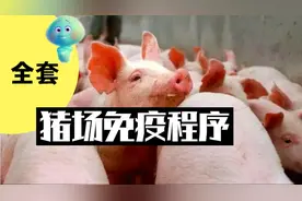 最全套的猪场免疫程序，从母猪繁殖到大猪出栏。拿走不谢视频封面