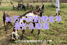 巴基斯坦的大马士革羊。大耳朵羊。世界上最贵的羊视频封面