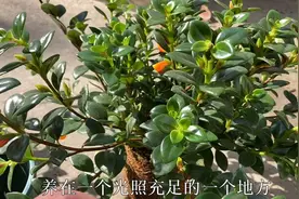 金鱼花（金鱼吊兰）养护方法注意事项，掌握4点，叶片肥厚花苞多视频封面