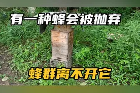 雄蜂突然少了，正常吗？会影响蜂群的发展吗？视频封面