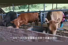 一头牛一天吃多少一顿喂多少合适，听听老三说的有没有道理视频封面