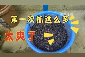 凌晨四点半就开始出去抓蚯蚓，收获满满，真的是爽歪歪。