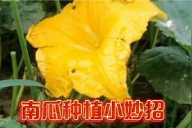 种植南瓜想要一棵结上几十个，整枝打叉很重要，看完视频受益匪浅视频封面