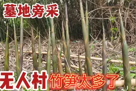 去苏州一废弃40年的无人村庄里采竹笋，都在墓地旁，采的太过瘾了视频封面
