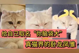 亲自给自己取名:“你脑袋大”，少一个字都不行，猫界的卧龙凤雏
