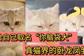 亲自给自己取名:“你脑袋大”，少一个字都不行，猫界的卧龙凤雏视频封面