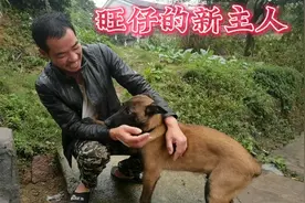 给狗狗马犬找了个新家，还给它找了个老婆， 这下心安了视频封面