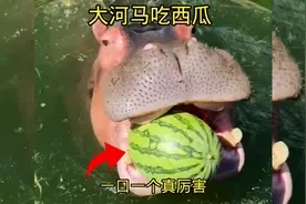 大河马吃西瓜，一口一个真厉害视频封面