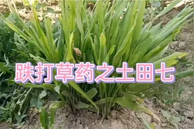 农家自制的跌打损伤药酒，用处良多的田七功不可没，是个大宝贝啊视频封面