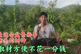 适合盆景新手练手的盆景树种，最重要的是取材方便不花钱！