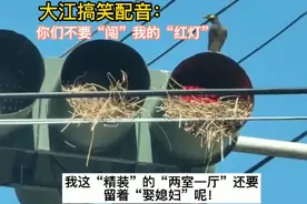 大江搞笑配音：都不要闯我的红灯！我指望这“两室一厅”娶媳妇呢视频封面