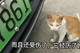 今天发现母猫受伤了，而且小猫都没有了，好凄凉，真是太可怜了视频封面