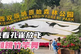 上海夫妻自驾游来到云南西双版纳原始森林公园，看孔雀放飞竹竿舞视频封面