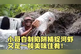 野生河虾很难抓吗？小伙自制塑料瓶陷阱！收获的全是极品河虾！