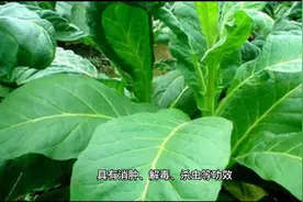 烟草性温味甘，有毒，具有消肿、解毒、杀虫等功效，涨知识了！视频封面