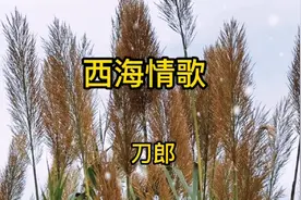 刀郎演唱的《西海情歌》爱难以续前缘，回不到我们的从前视频封面