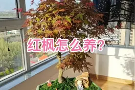盆栽红枫怎么养？视频封面