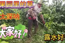 这两天下了一点雨，果园里的草太深啦，今天早上 ，用割草机割草