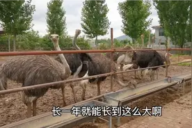 非洲鸵鸟一年长200斤，小鸵鸟饲喂最关键，看看都吃什么？视频封面