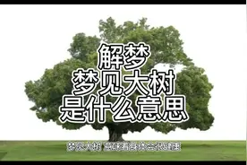 解梦，梦见大树是什么意思视频封面