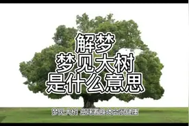 解梦，梦见大树是什么意思视频封面