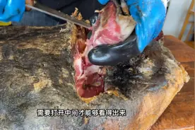 夏季火腿难管理，如何有效防蚊虫，这个方法简单粗暴有效视频封面