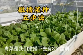 撒播菜种做好5步，出苗壮又齐，种菜新手也能秒变种菜达人视频封面