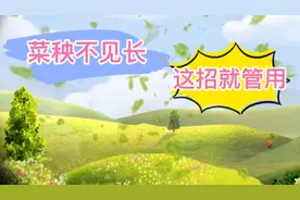 移栽的菜苗秧子长不起来，用这一招试一试，几天根壮苗又旺视频封面