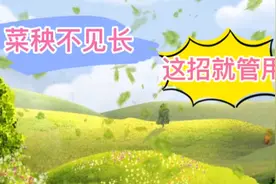 移栽的菜苗秧子长不起来，用这一招试一试，几天根壮苗又旺视频封面