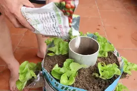 你没见过吧！这样的种植方法，一个蛇皮袋收获满满的蔬菜！视频封面