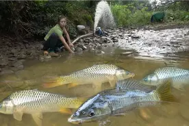 三妹户外抽水坑抓鱼，大合集来了，随便盘一个水坑都能抓一桶！视频封面