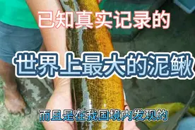 我国记录的最大的泥鳅视频封面