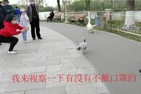 去逛公园，有只鹅带着邻居大摇大摆的迎宾。第一次近距离接触😄视频封面