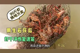 虾塘用生石灰3天，小龙虾既干净又进笼，捕90斤虾换地方卖视频封面
