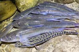 小林抓到一条巨型马口，有人说可以卖到好几百，不知道是真是假视频封面