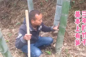 只要找对了竹子的年份，挖笋就简单了，三年的竹子基本上有笋视频封面