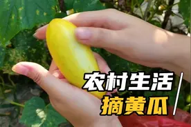 炎炎的烈日，下去摘黄瓜，是真正的黄瓜哟，又脆又甜有没有喜欢的视频封面