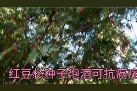 特别漂亮红豆杉种子，为什么釆摘做种不会发芽。视频封面