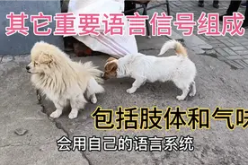 狗狗为了自保，它有自己的语言系统，尽量避免出现冲突弄伤身体视频封面