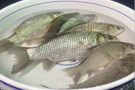 鲫鱼最好吃的做法，酱香入味，肉质鲜嫩，营养又美味，下酒又下饭