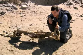 德爷和贝爷谁更厉害，他们在纳米比亚展开了对决，抓蝰蛇捡乌龟