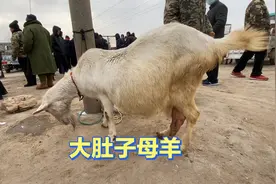 羊市看见一头怀孕母羊，蹄子刨地肚子大出了号！咋回事？视频封面