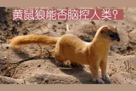 黄鼠狼能否脑控人类？视频封面