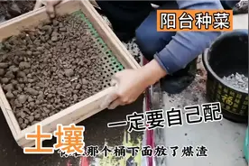 阳台种菜土壤一定要自己配，园土也不能直接使用！视频封面