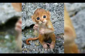 周公解梦之梦见猴子视频封面