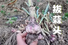 正宗江西紫皮蒜，个头饱满口感香辣够味，喜欢吃蒜的朋友看过来视频封面